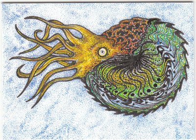 Peacock Nautilus