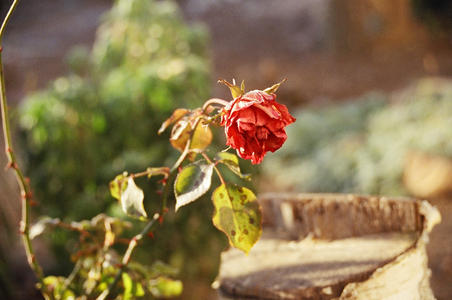 Dying Rose