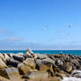 Birds on the Beach 2