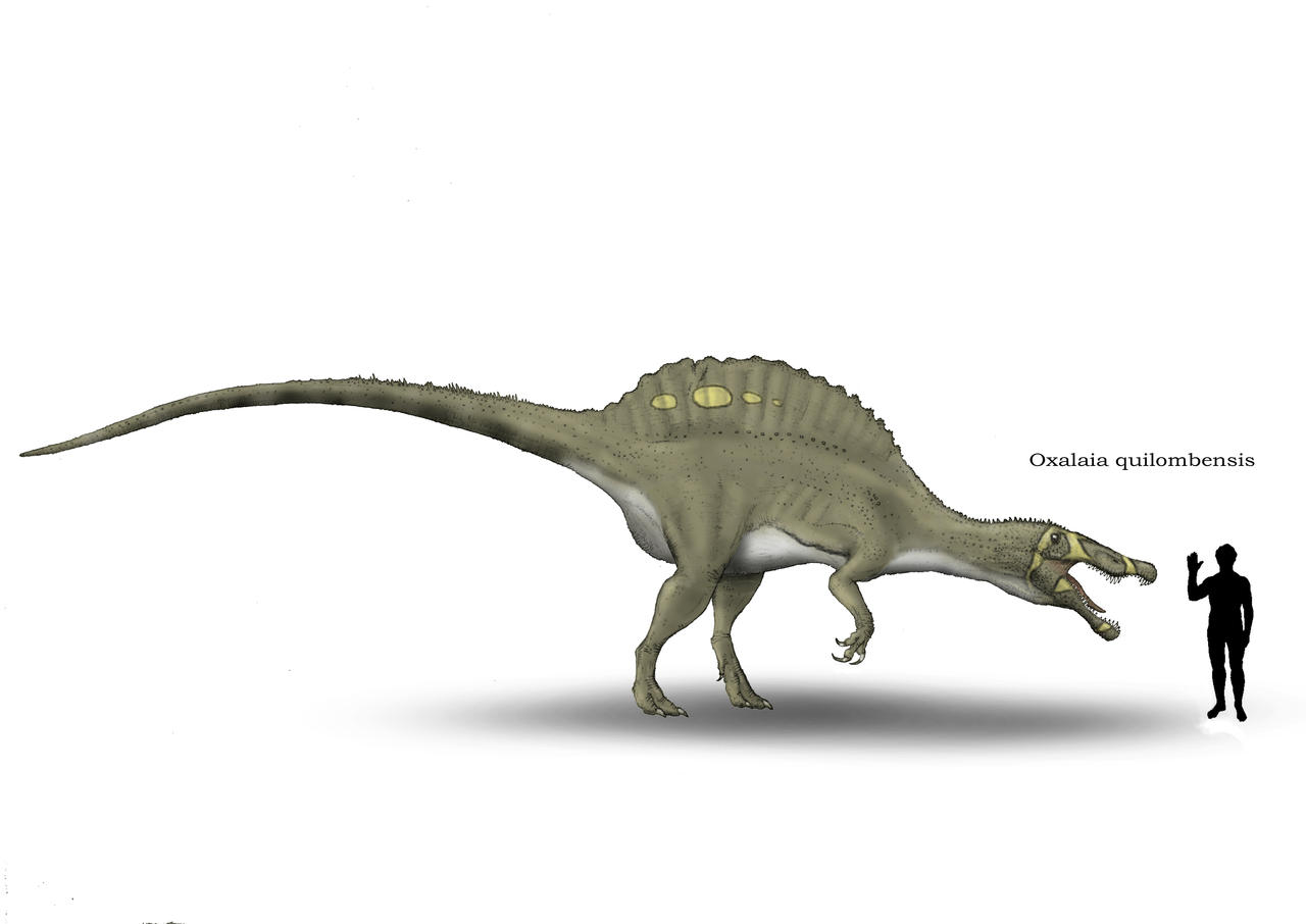 Oxalaia quilombensis