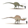 Spinosauridae size shart
