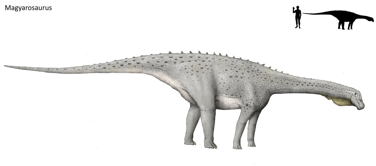 Magyarosaurus