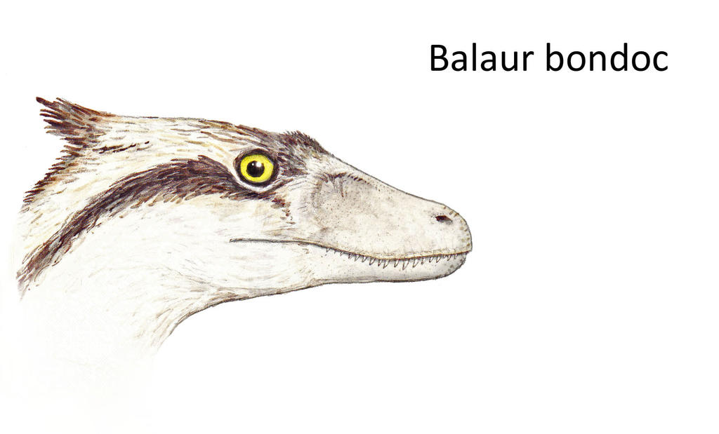 Balaur Roz Balaur sketch by Hyrotrioskjan on DeviantArt