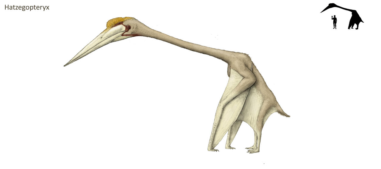Hatzegopteryx by Hyrotrioskjan