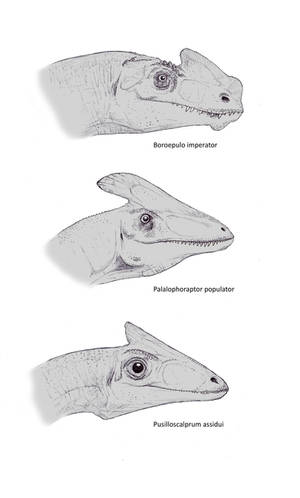 prehistoric Lophoraptorids