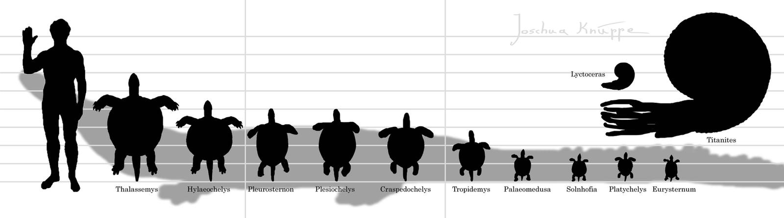 Turtle Years Turtle Time by Hyrotrioskjan on DeviantArt