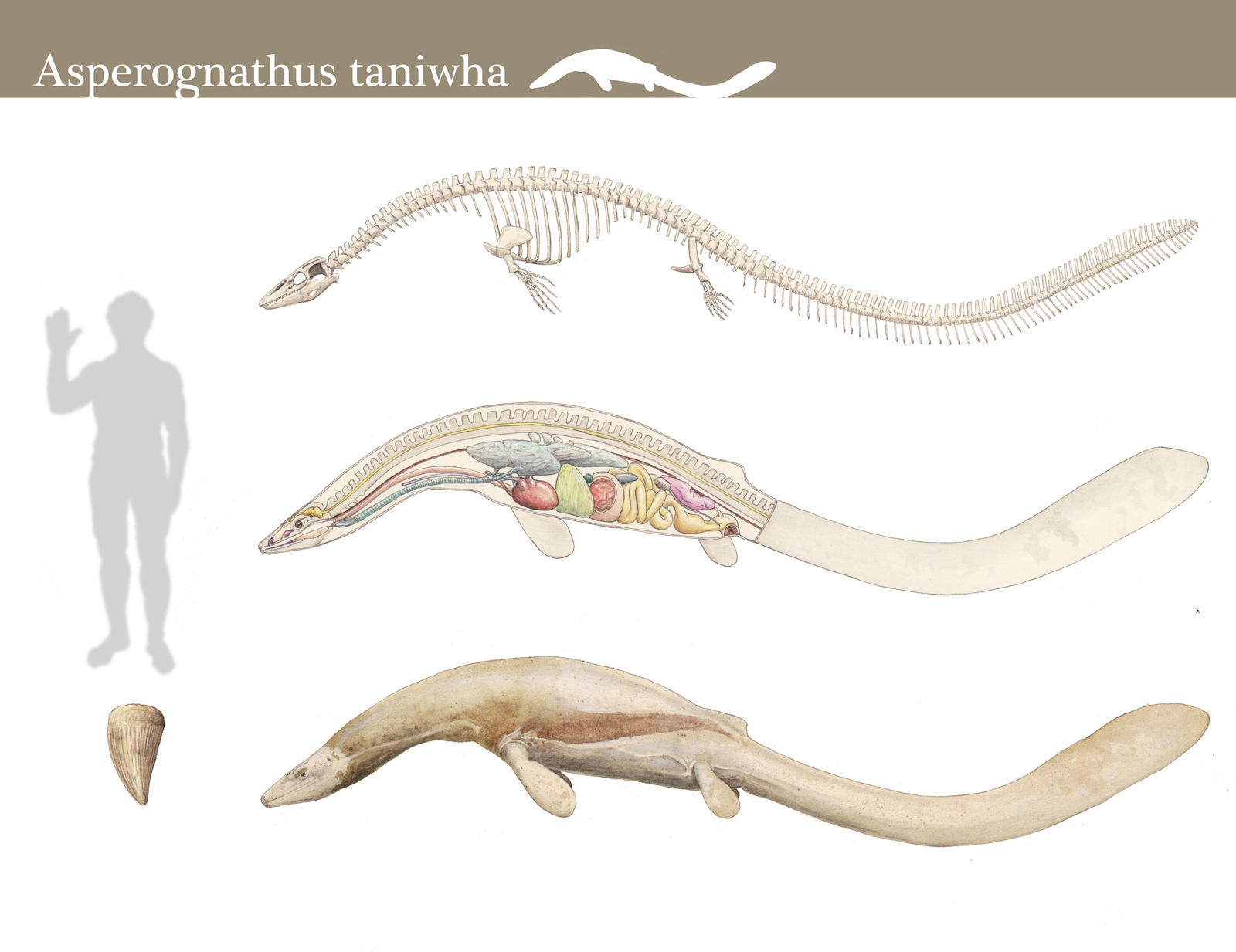 Asperognathus taniwha