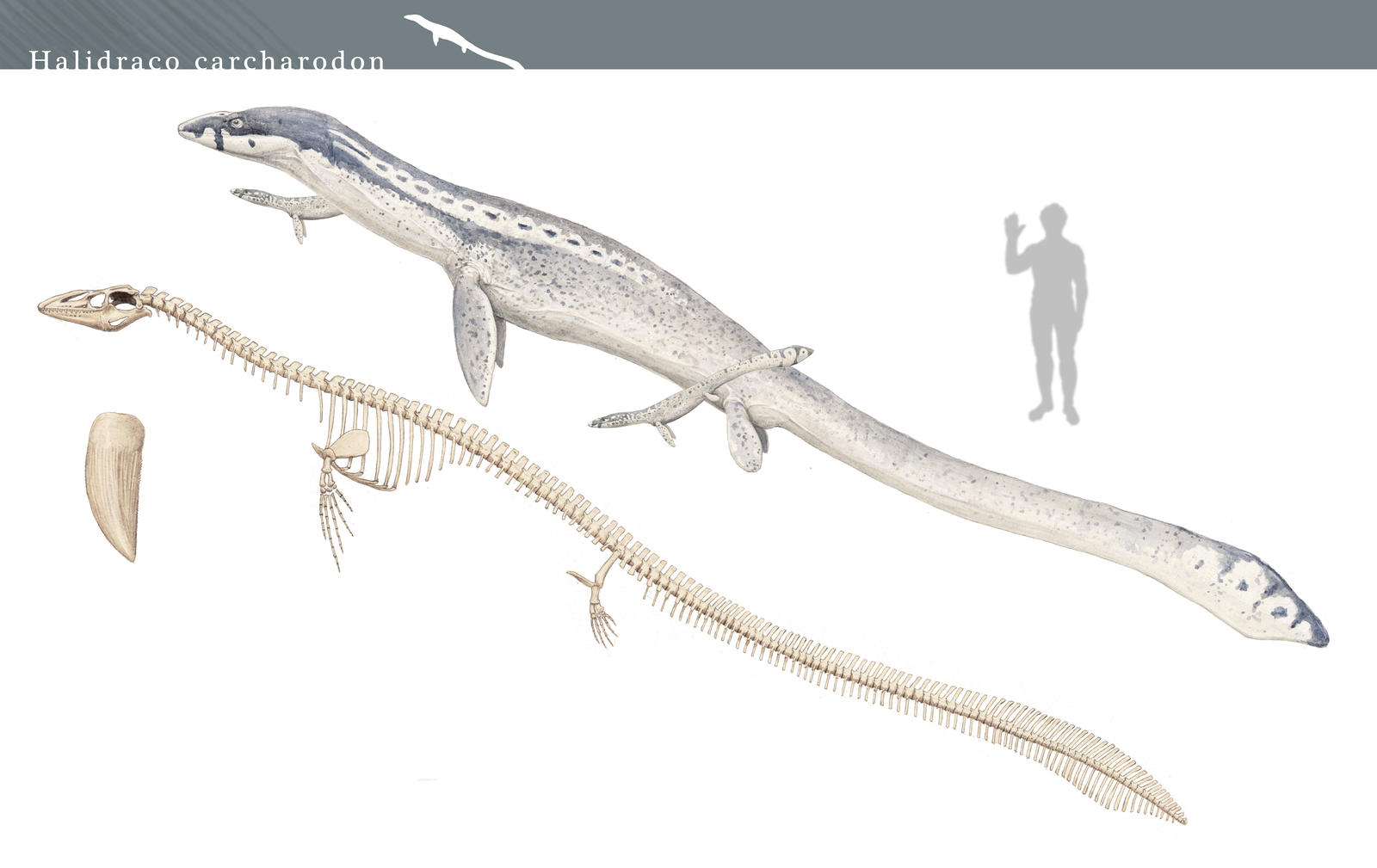Halidraco carcharodon