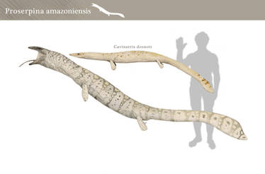 Proserpina amazoniensis
