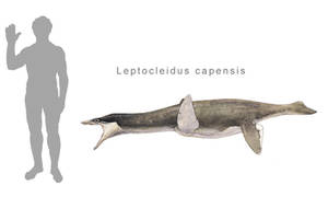 Leptocleidus capensis