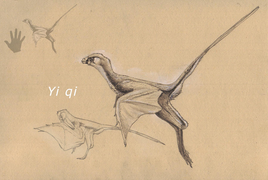 Yi qi