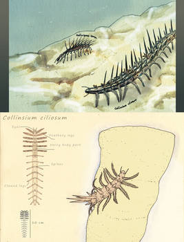 Collinsium
