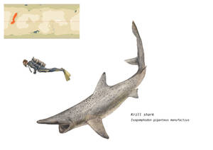 Krill shark