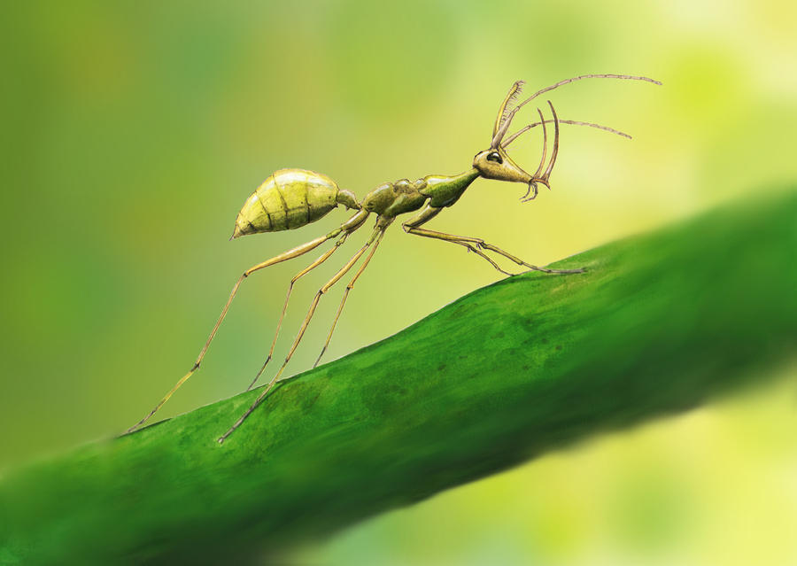 Ceratomyrmex - the unicorn ant