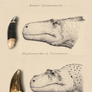The theropods of northern Germany