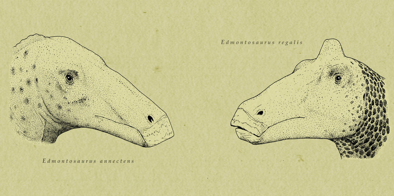 Edmontosaurs, oh these silly giants