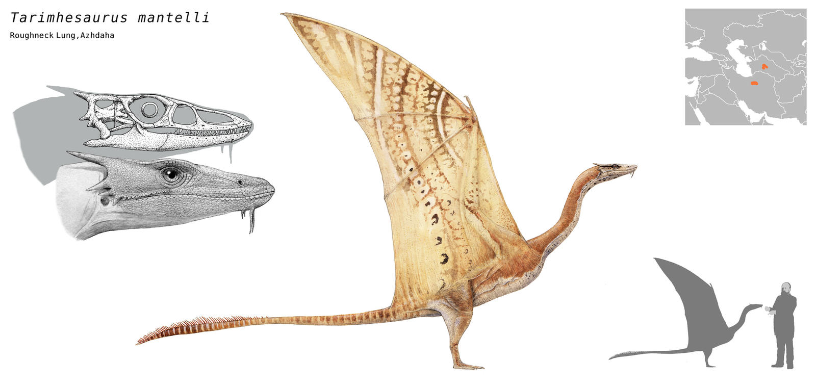 Tarimhesaurus mantelli