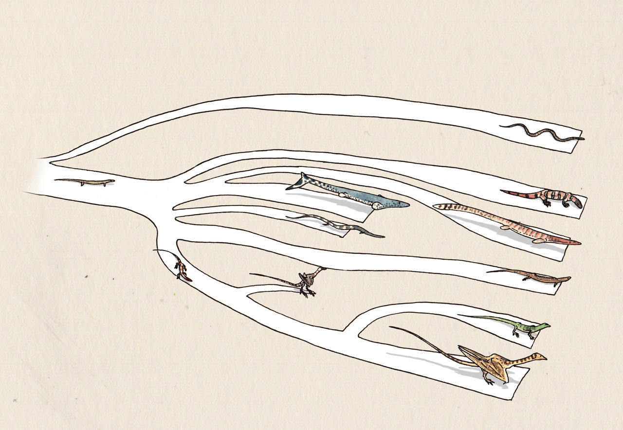 Basic phylogeny of dragons