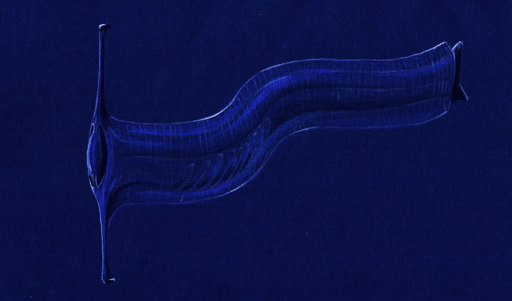 Velapseudolus