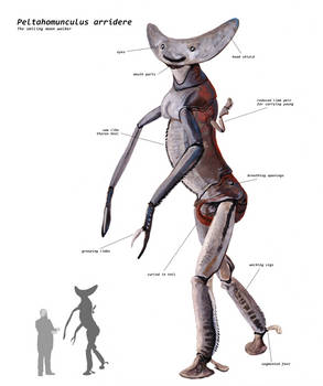 Peltahomunculus