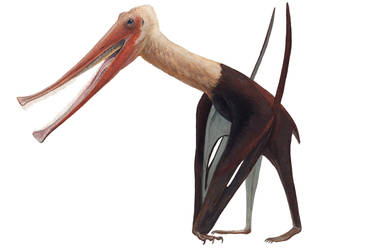 Balaenognathus