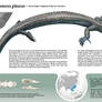 Shenlongisaurus - the azure dragon