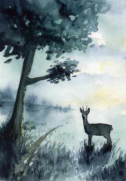 Early hours - Roe deer