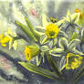 Daffodils