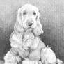 Cocker Spaniel Portrait Drawing