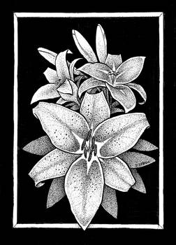 Lilies