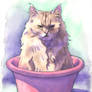 Pusia in the Bowl
