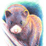 European Mink
