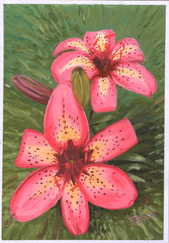 Pink Lilies