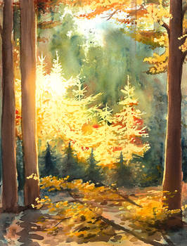 Light in the Forest