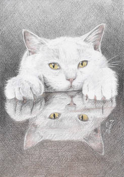 White Kitty