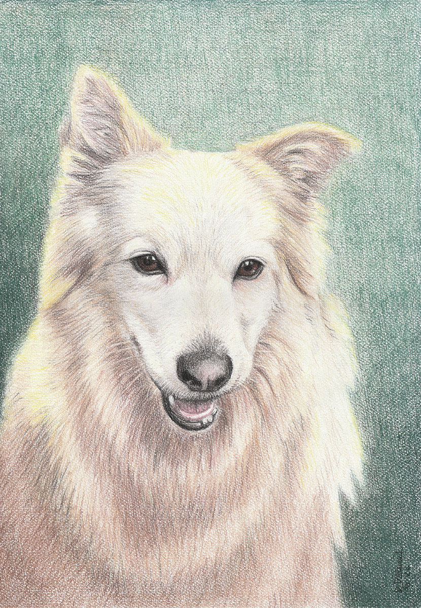 White Dog