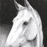 Portrait of a Horse