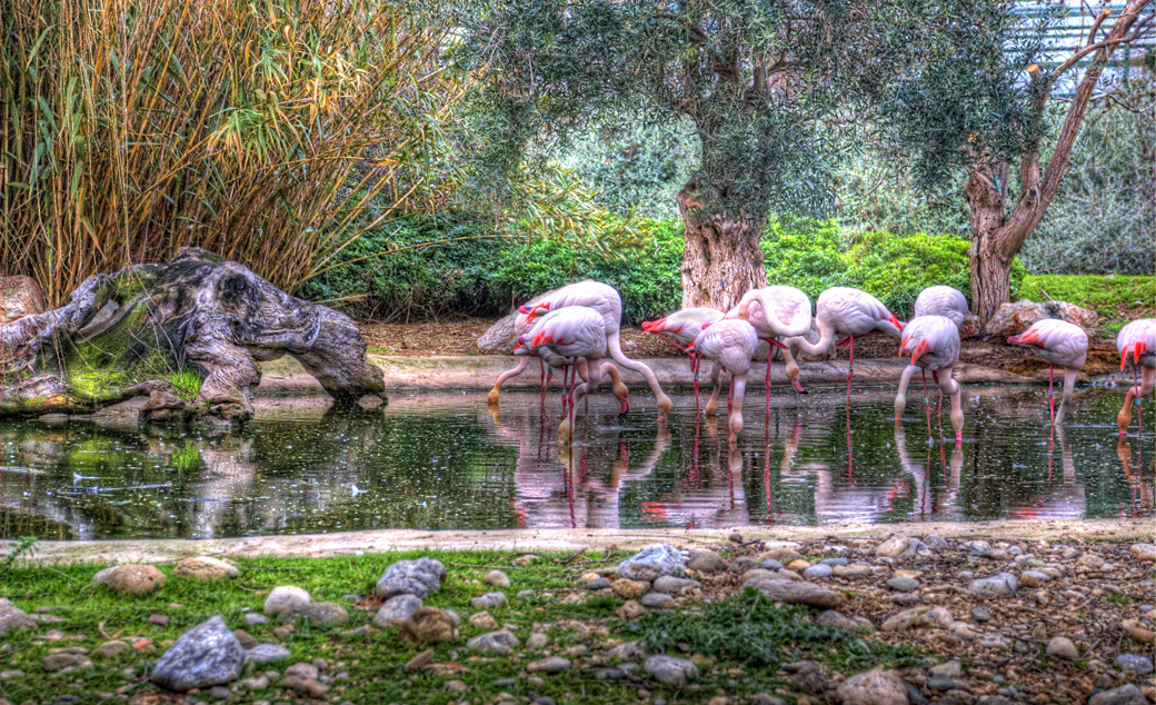 Pink Flamingos