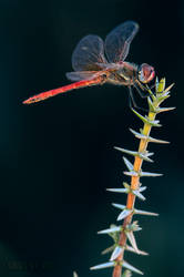 Dragonfly Red