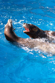 Sea Lions Play