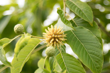 Kratom Flower