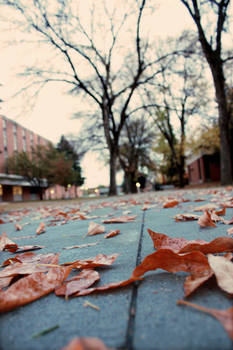 Fallen leaves II