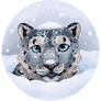 Snow leopard under the snow