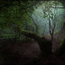 THE CLEARING