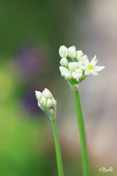 Chives