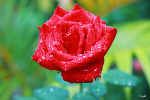 red rose in a gloomy rainy day