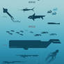 Oceanic Zones