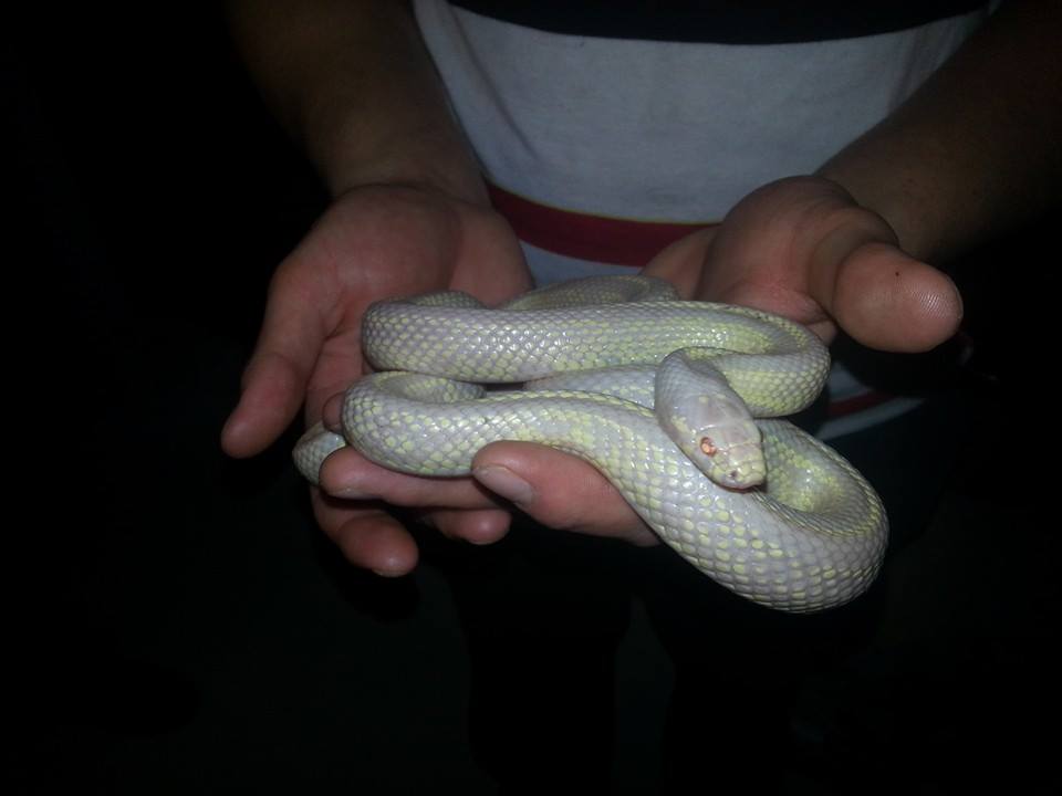 Albino King Snake