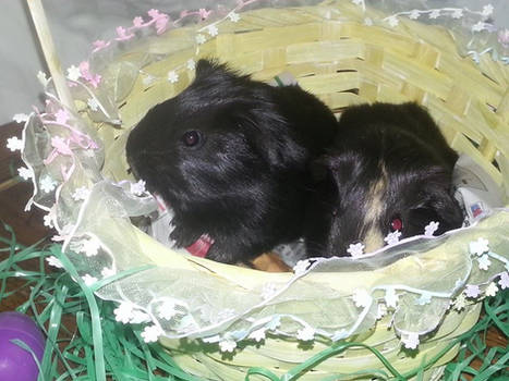 Happy Easter from Java and Cappuccino