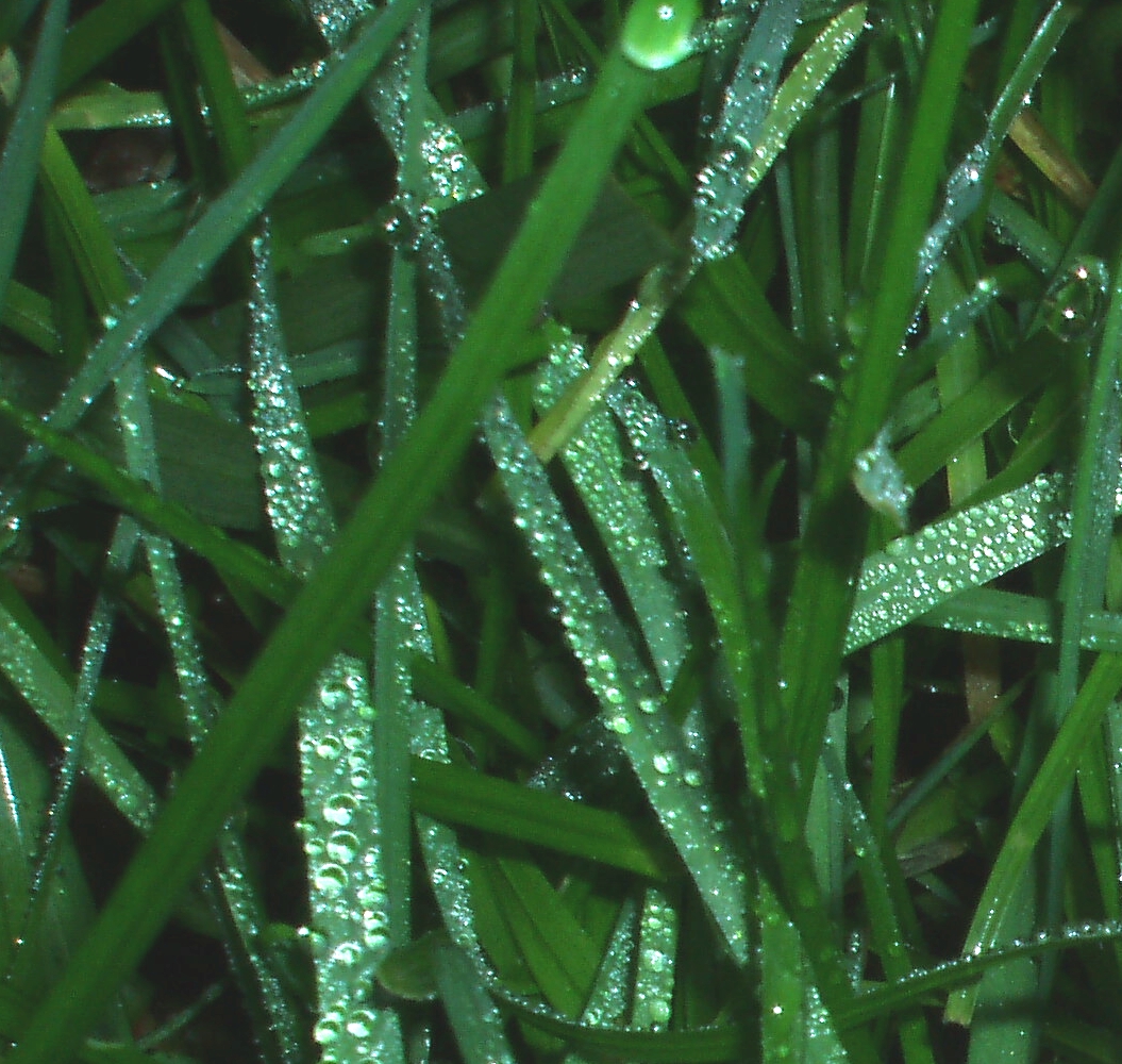 Grass